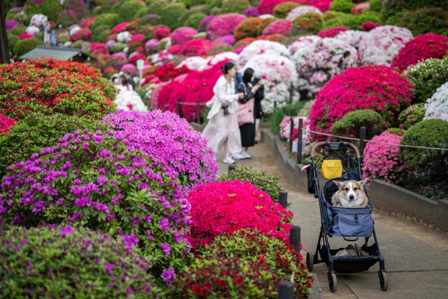 يابانيون يتنزهون في حديقة تاريخية وسط العاصمة اليابانية طوكيو (أ.ف.ب)