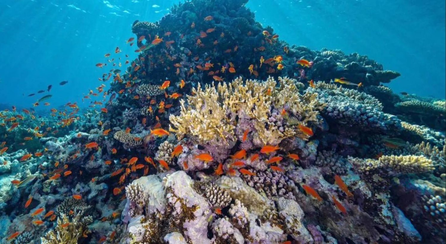 تعد المبادرة الأكبر من نوعها لإعادة إحياء الشعاب المرجانية وترميمها في العالم وتمثل إضافة قيمة للجهود الدولية (واس)