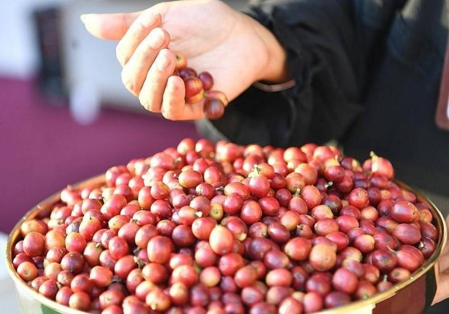 تعمل الشركة السعودية للقهوة على تعزيز جهود تطوير الزراعة المستدامة في منطقة جازان (الشرق الأوسط)