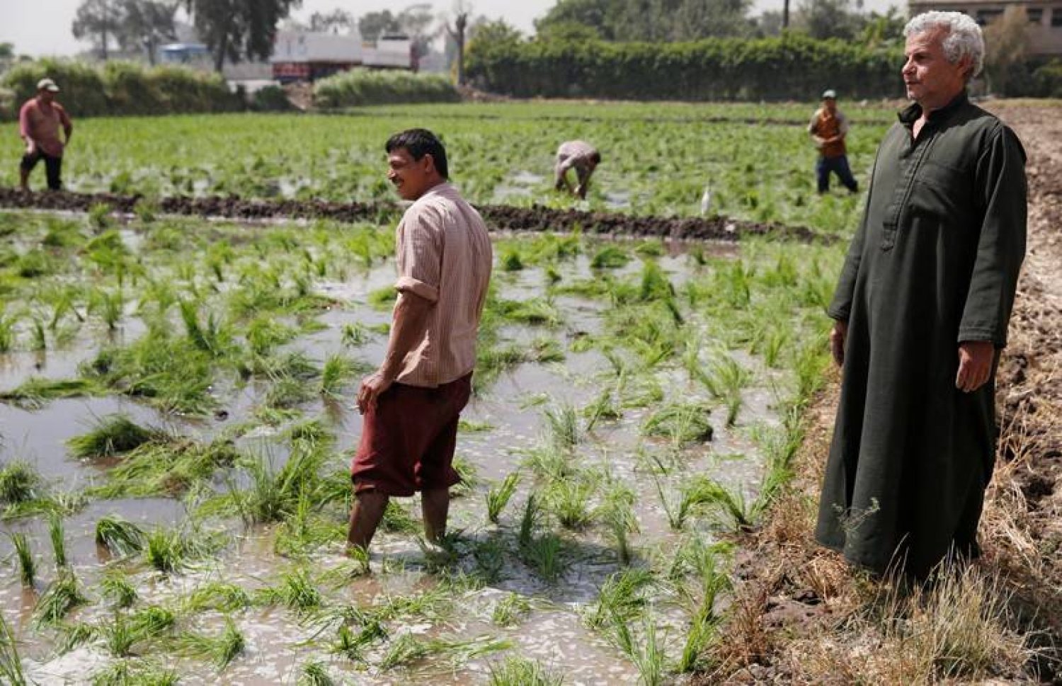 مزارعون بحقل أرز في محافظة القليوبية بمصر (أرشيف رويترز)