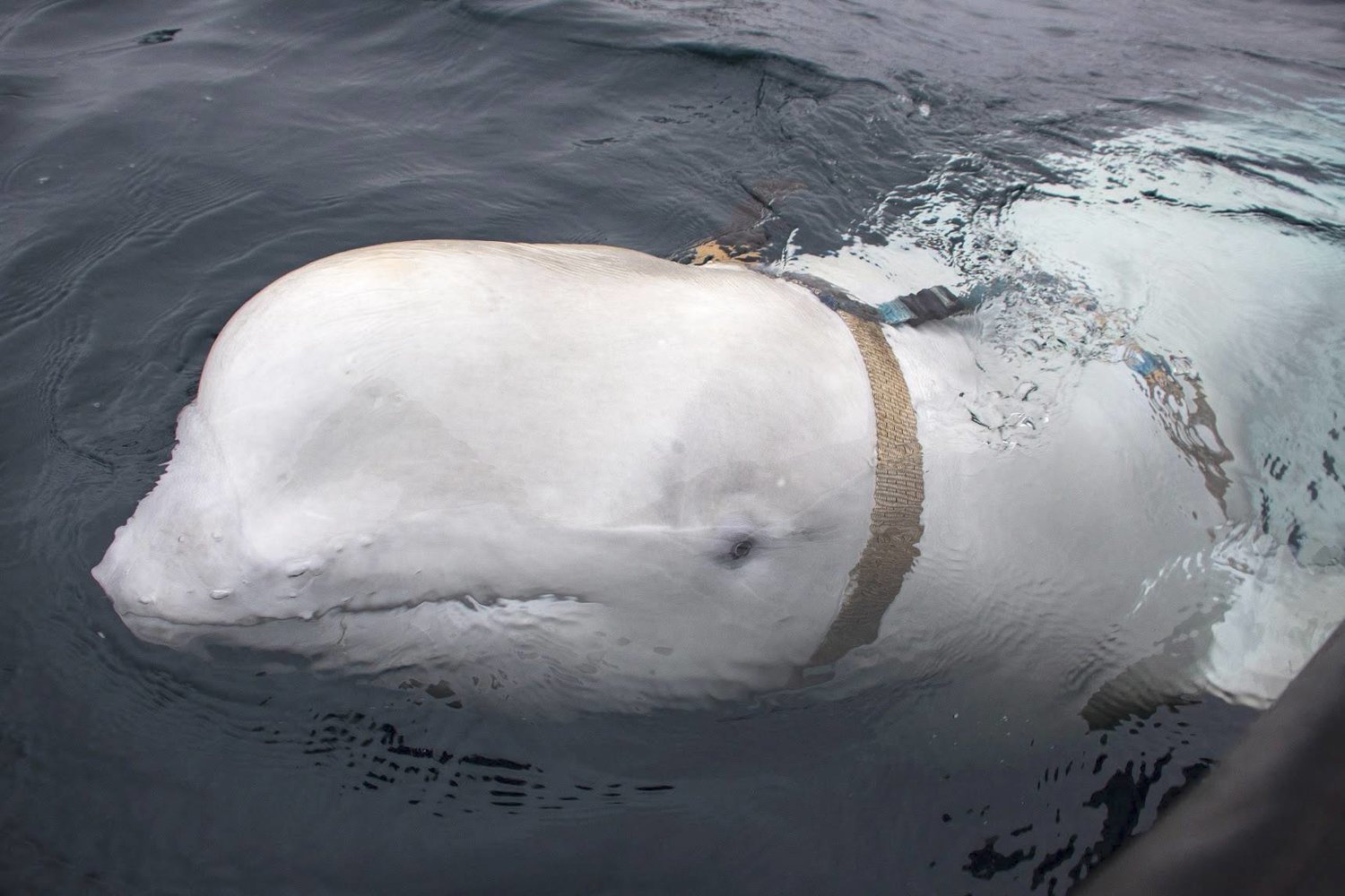صورة تم التقاطها في 26 أبريل 2019 تظهر الحوت بعد رصده قبالة سواحل النرويج (أ.ف.ب)