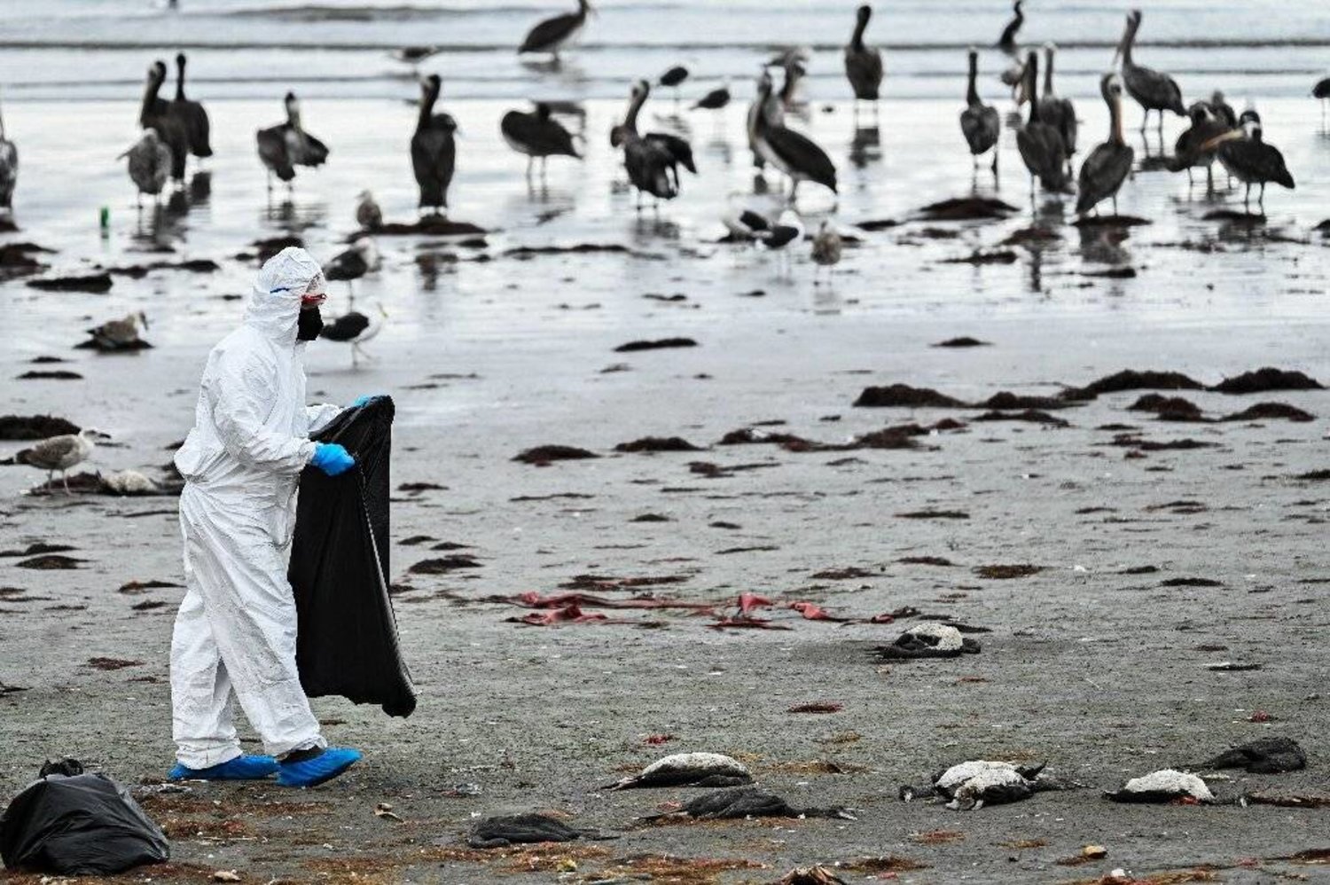 إنفلونزا الطيور تسببت في وفاة ثدييات بحرية في تشيلي (أ.ف.ب)