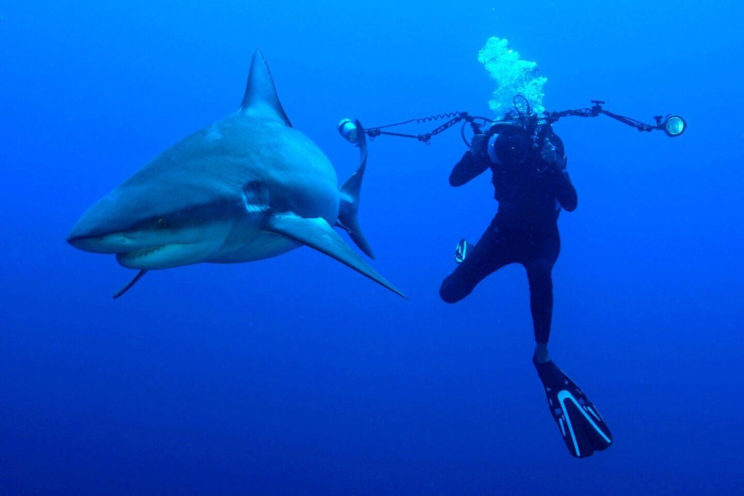 سلوكيات البشر قد تكون مسؤولة عن هجوم أسماك القرش (غيتي)