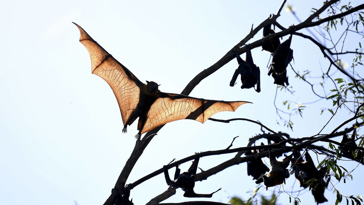 هناك أكثر من 1400 نوع من الخفافيش في جميع أنحاء العالم (رويترز)