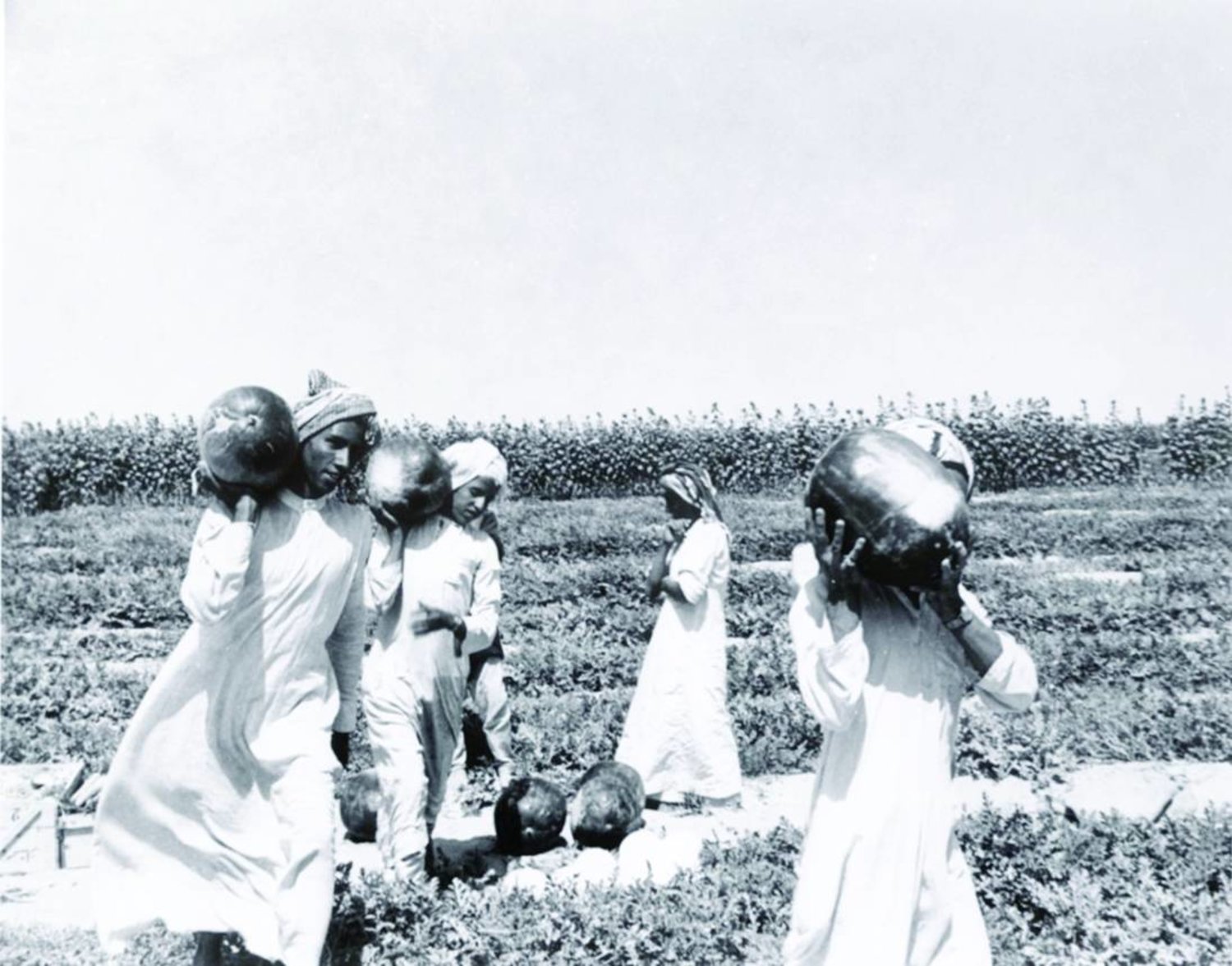 
مجموعة من المزارعين السعوديين يحملون منتوجات إحدى المزارع عام 1950م (دارة الملك عبد العزيز مجموعة جامعة جورج واشنطن)