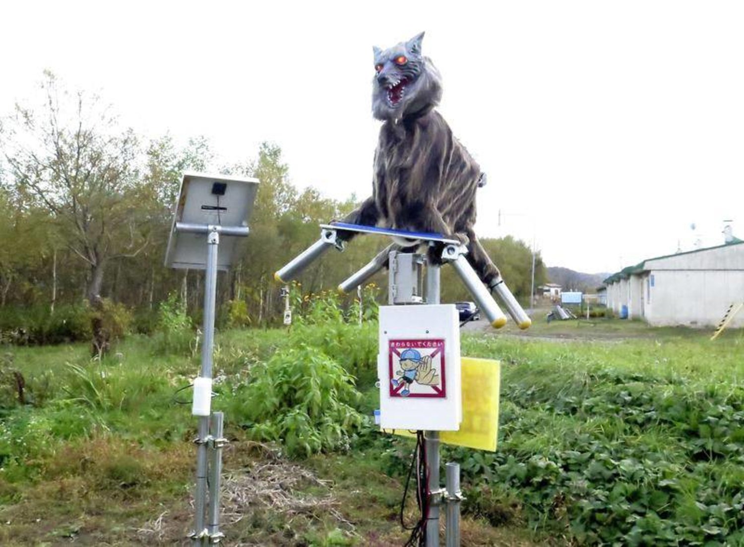 أحد «الذئاب الروبوتية» التي نشرتها السلطات اليابانية مؤخراً في البلاد (رويترز)