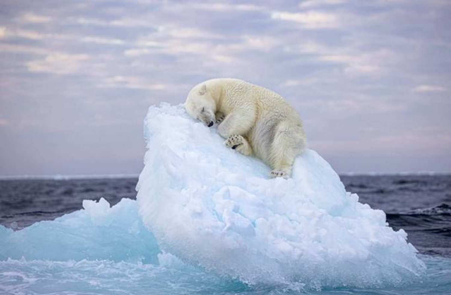 دب قطبي نائم على جبل جليدي (جائزة العام لتصوير الحياة البرية)