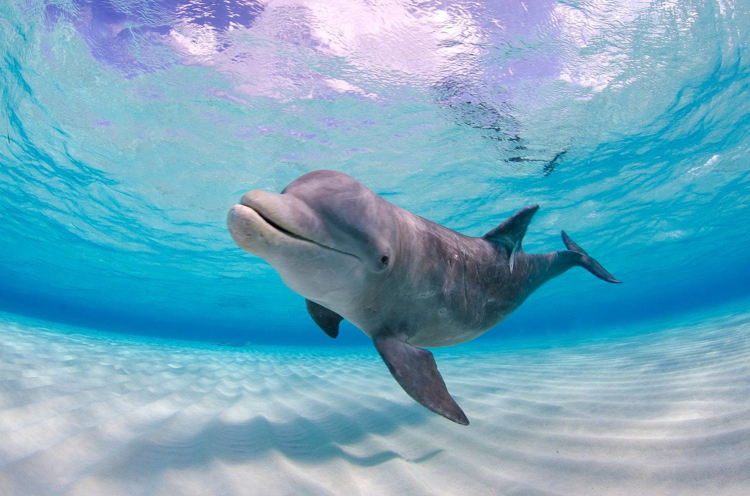 الدلافين قارورية الأنف هي الأكثر شهرة (شاترستوك)