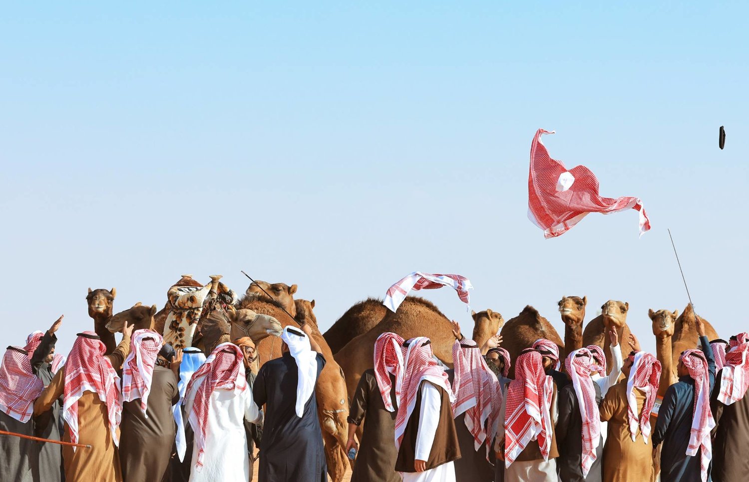 فعاليات النسخة الثامنة من مهرجان الملك عبدالعزيز للإبل انطلقت تحت شعار "عز لأهلها" (الشرق الأوسط)