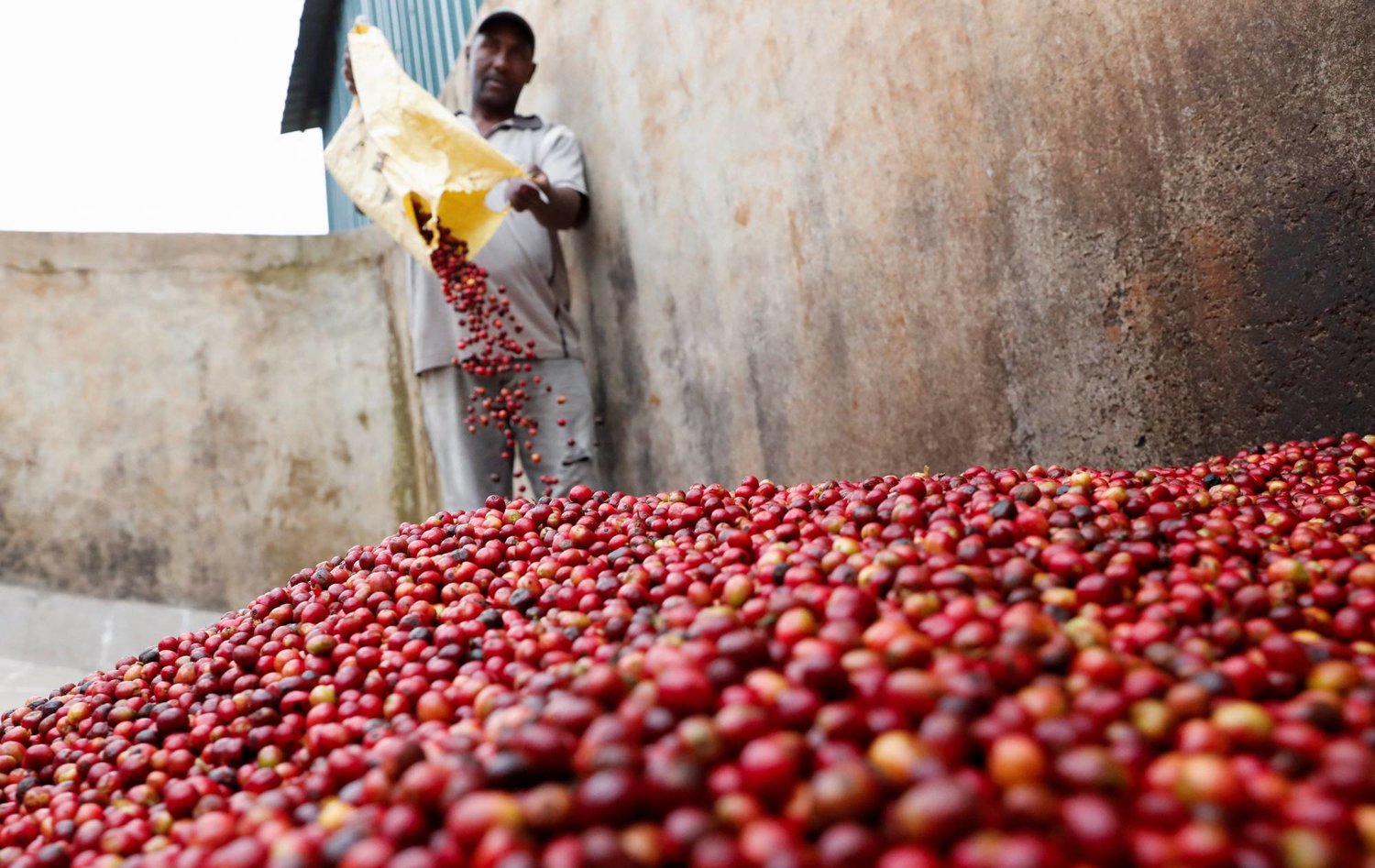 مُزارع قهوة يُفرّغ حبوب القهوة من مزرعته في مصنع بمقاطعة نييري الكينية (رويترز)
