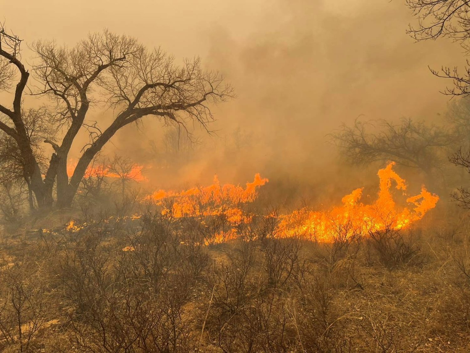 جانب من حرائق الغابات في تكساس (رويترز)