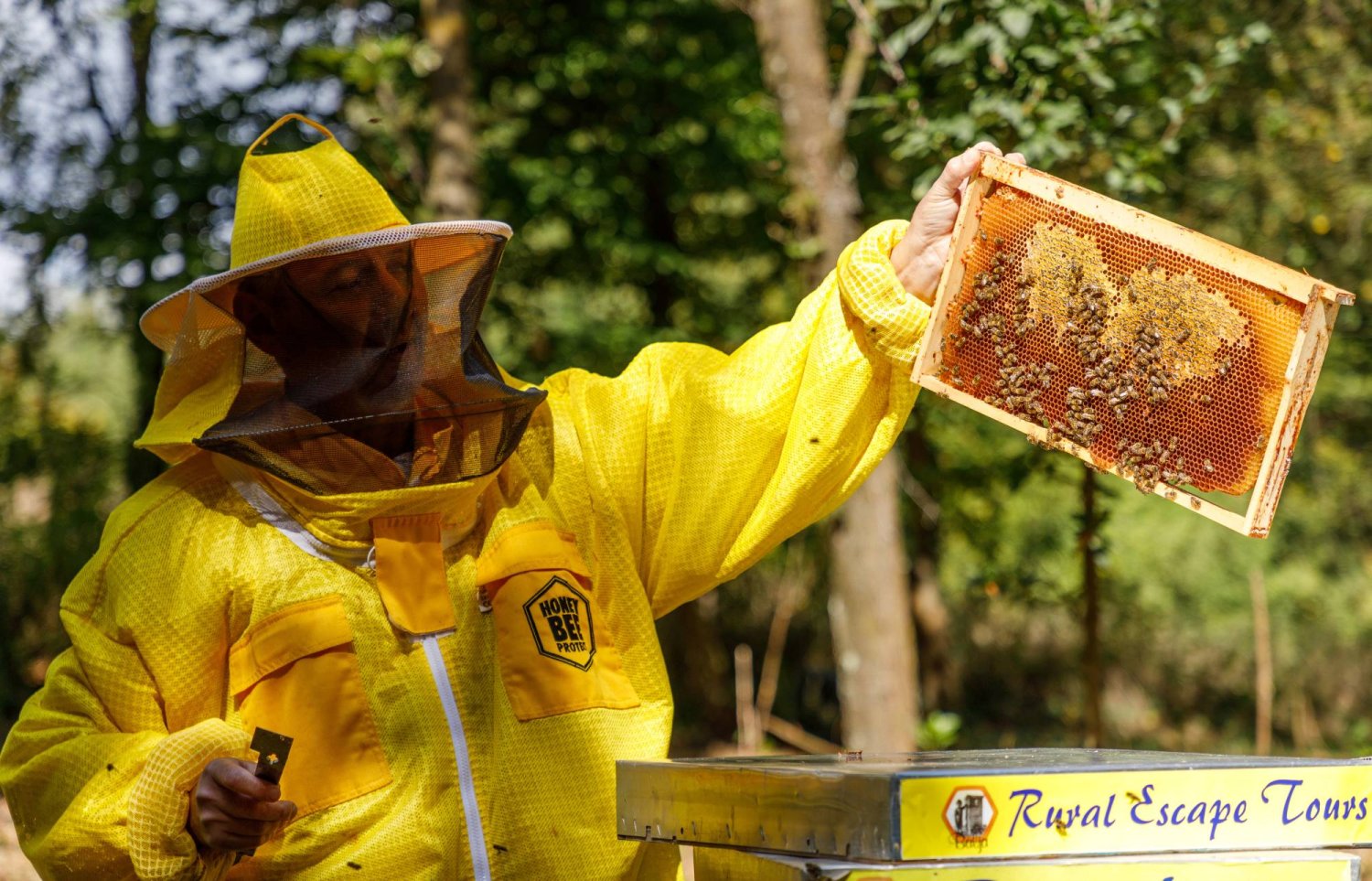 هل صحيح أن العسل يعالج الحساسية الموسمية؟ بحث علمي يجيب