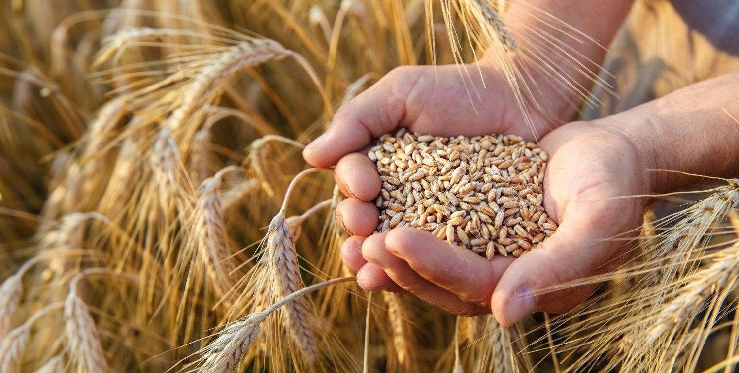 وزارة البيئة والمياه والزراعة السعودية تطلق برنامجاً جديداً لتحسين إنتاجية القمح والشعير (موقع الوزارة)