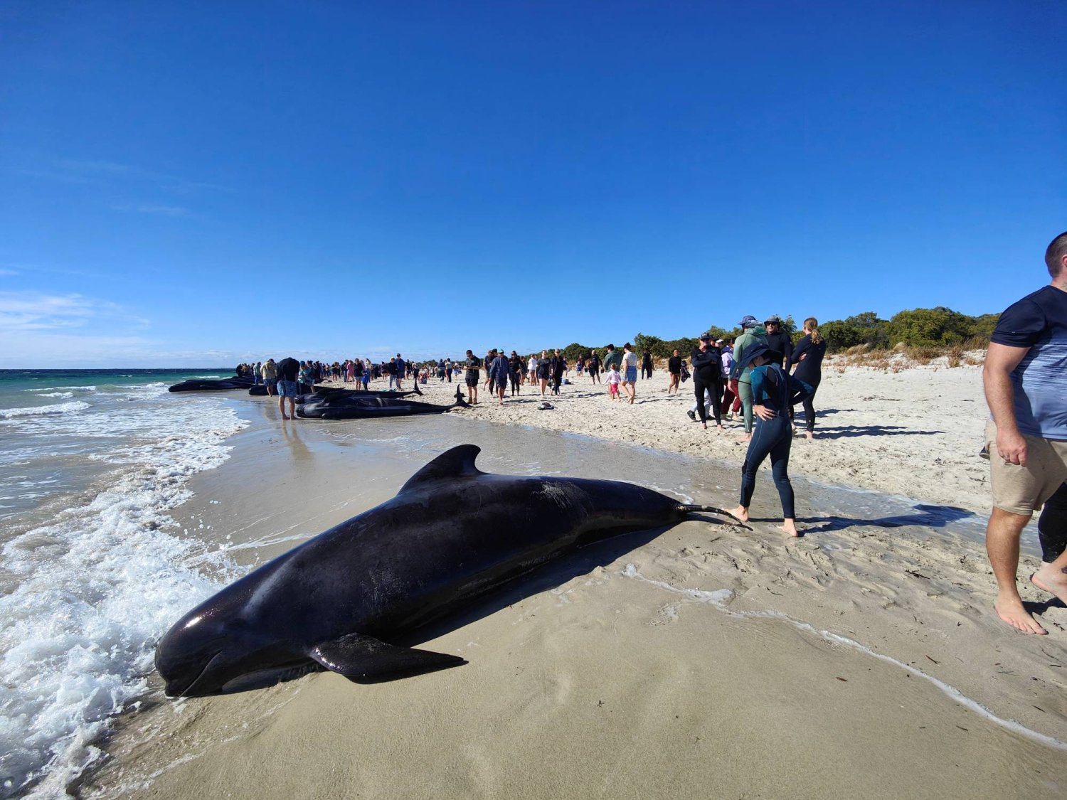 أشخاص يسيرون بالقرب من الحيتان على الشاطئ (رويترز)