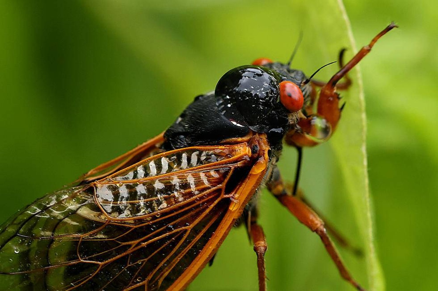 مليارات من حشرات الزيز تستعد لغزو الغابات الأميركية (غيتي)