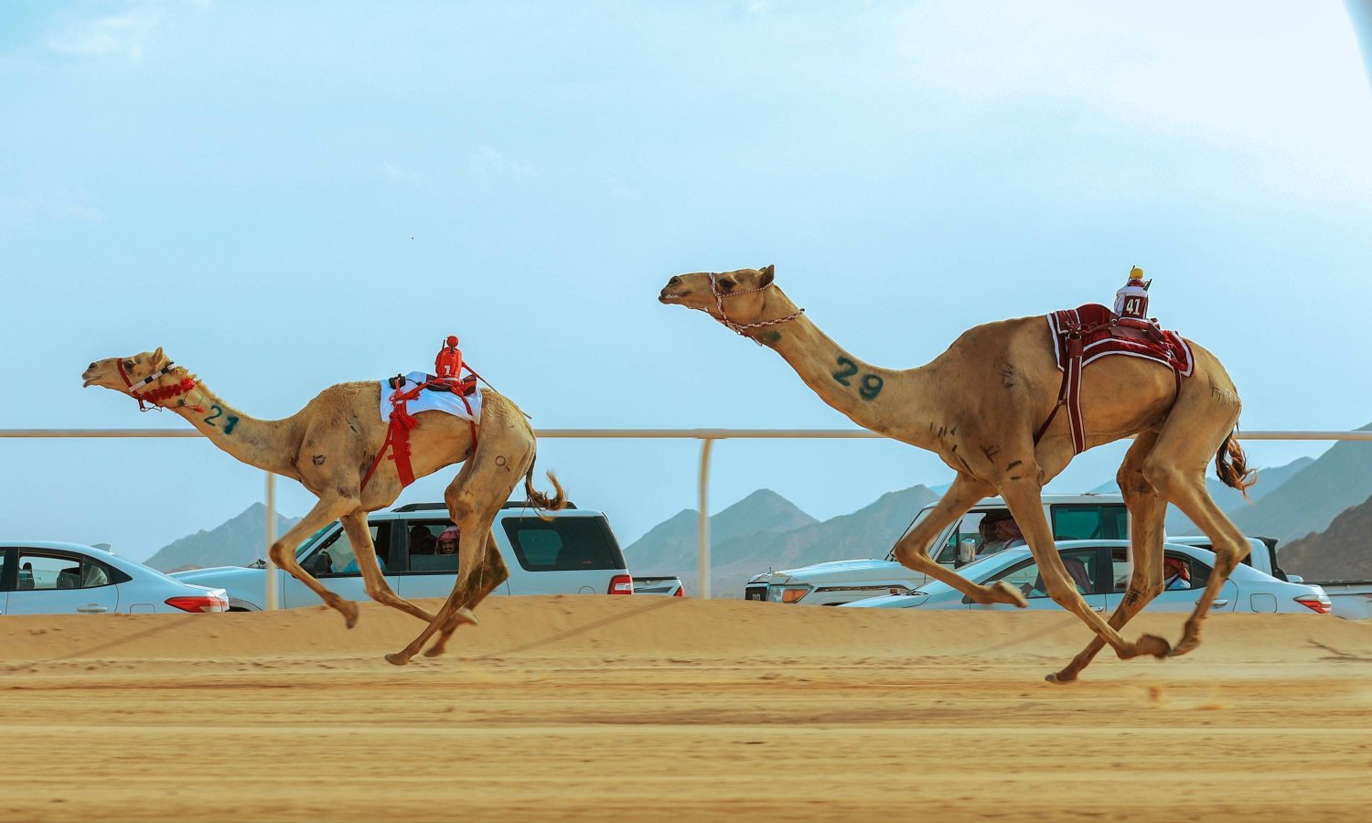 البطولة ستشهد إقامة 13 شوطاً مجموع مسافتها 72 كيلو متراً (الاتحاد السعودي للهجن)