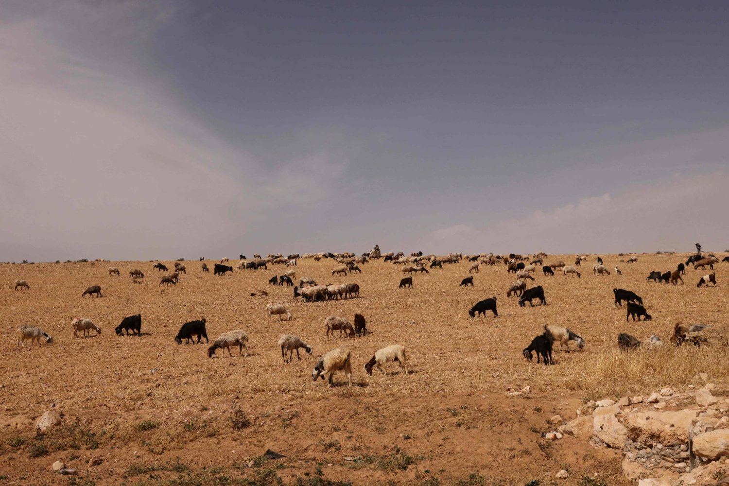رعاة فلسطينيون يرعون قطيعهم بالقرب من مغاير العبيد بجنوب يطا بالقرب من الخليل في الضفة الغربية (أ.ف.ب)