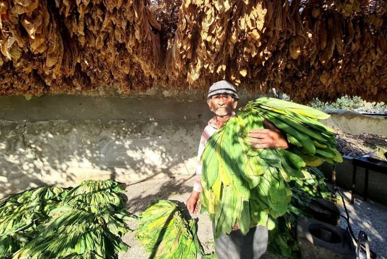 مزارع يحصد التبغ في بانياس على الساحل السوري (منصة إكس)