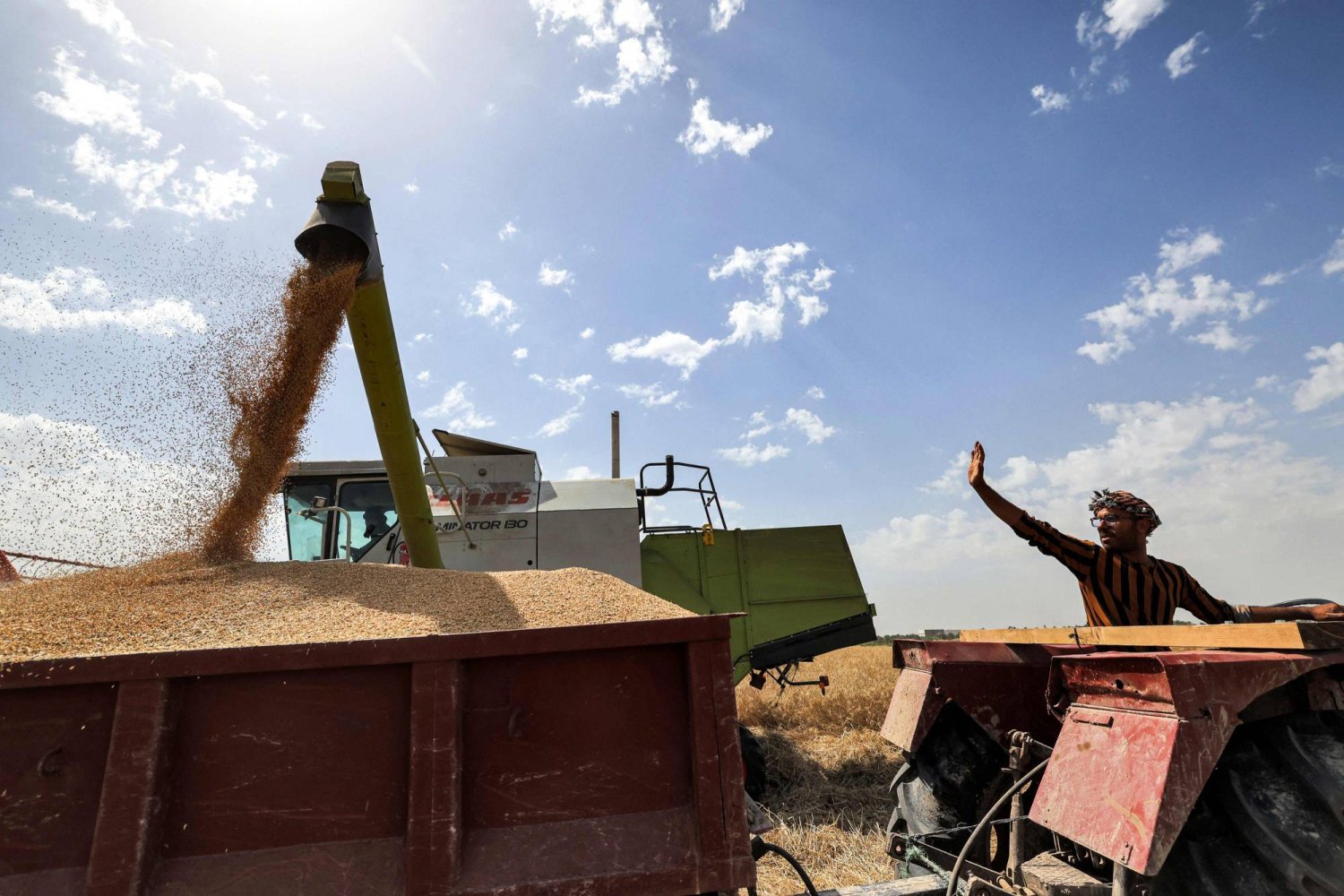 عمال خلال حصاد القمح بأحد الحقول في محافظة النجف العراقية (أ.ف.ب)