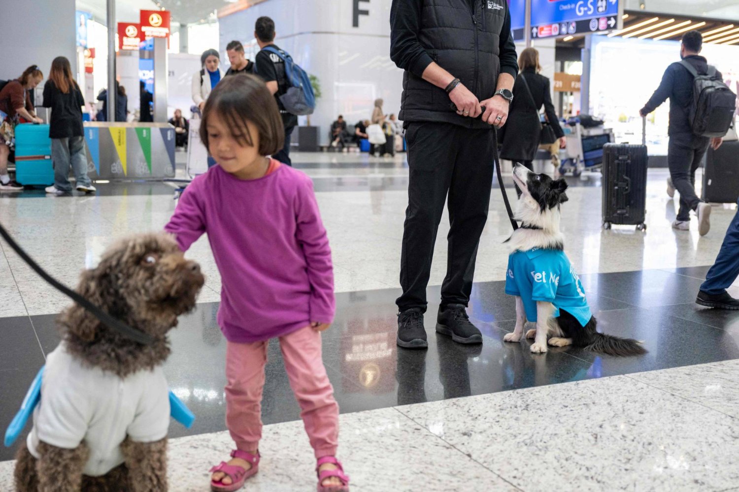 يتولى الكلبان مهمة استقبال المسافرين القلقين والمتعبين الواصلين إلى مطار إسطنبول (أ.ف.ب)