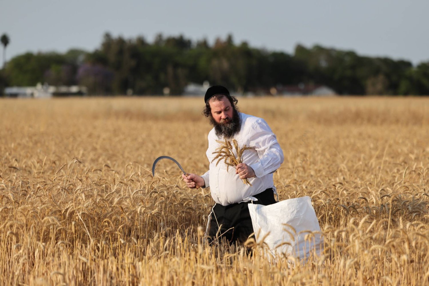 يهودي من المتدينين الأرثوذكس يجني القمح من حقل قرب عسقلان في جنوب إسرائيل يوم 4 مايو الحالي (إ.ب.أ)