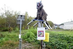 أحد «الذئاب الروبوتية» التي نشرتها السلطات اليابانية مؤخراً في البلاد (رويترز)