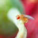 ذباب الفاكهة كائن حي يعكس عدداً من سمات الحيوانات الأكثر تعقيداً (بابليك دومين)