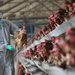 الصين تسجل أول وفاة بإنفلونزا الطيور «إتش 3 إن 8»