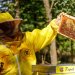 هل صحيح أن العسل يعالج الحساسية الموسمية؟ بحث علمي يجيب