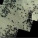 الأشكال الصغيرة الداكنة التي رصدتها المركبة الفضائية «مارس إكسبريس» (موقع سبيس)