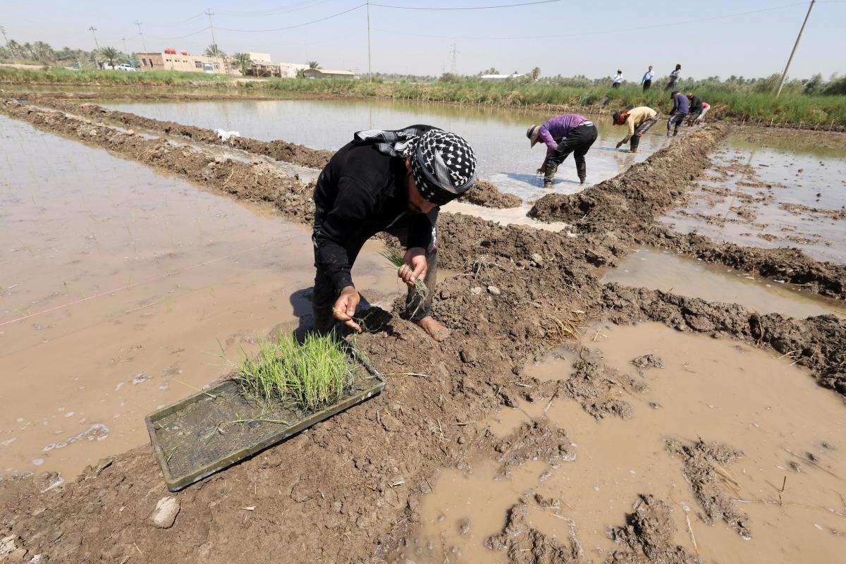 عراقيون يعملون في حقل أرز في النجف (رويترز)