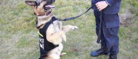 الشرطة الصينية تنظم مزادات لبيع الكلاب «الفاشلة»